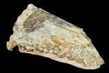 Fossil Oreodont (Merycoidodon) Mandible - Wyoming #145846-2